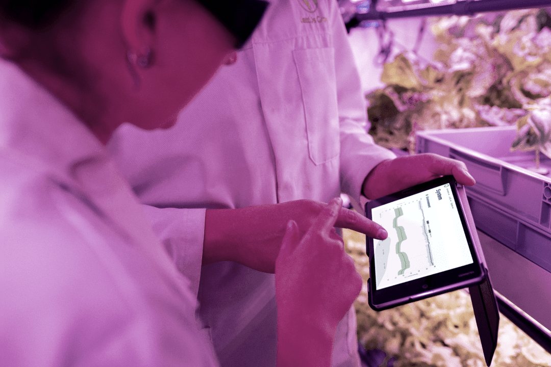 Farmer using a tablet in a greenhouse