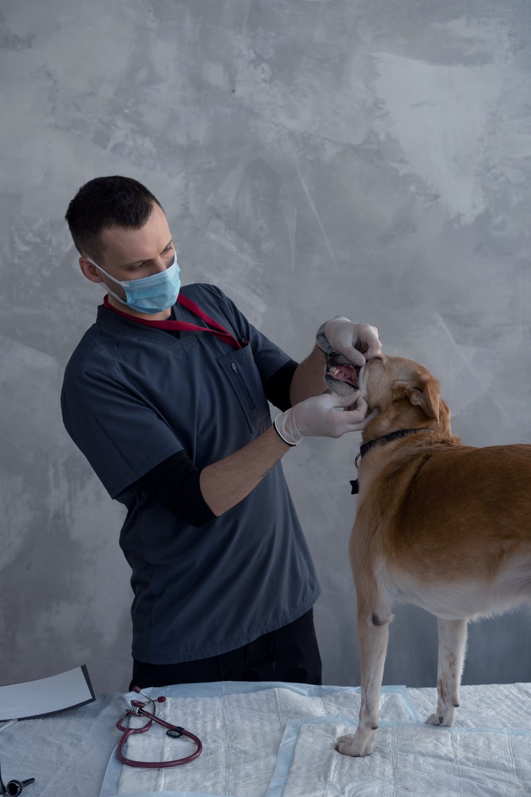 Veterinarian examining a dog in a veterinary clinic